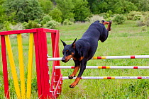 Domestic dog, Doberman Pincher jumping over agility course hurdle, Rockford, Illinois, USA