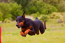 Domestic dog, Doberman Pincher jumping over agility course hurdle, Rockford, Illinois, USA