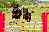 Domestic dog, two Doberman Pinchers jumping over agility course hurdle, Rockford, Illinois, USA