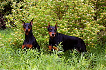 Domestic dog, two Doberman Pinchers beside honey-suckle, Illinois, USA (JB)