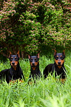 Domestic dog, three Doberman Pinchers in meadow beside honey-suckle, Illinois, USA