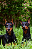 Domestic dog, two Doberman Pinchers with cropped ears in meadow beside honey-suckle, Illinois, USA