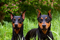 Domestic dog, two Doberman Pinchers  with cropped ears in meadow beside honey-suckle, Illinois, USA