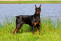 Domestic dog, Doberman Pincher  with cropped ears beside lake, Illinois, USA (LK)