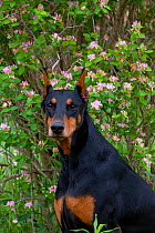Domestic dog, Doberman Pincher  with cropped ears in meadow beside honey-suckle, Illinois, USA