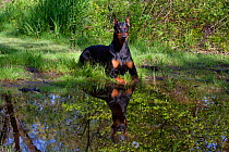 Domestic dog, Doberman Pincher  with cropped ears resting beside rain pool, St. Charles, Illinois USA (LK)