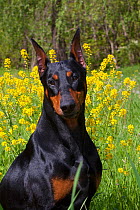 Domestic dog, Doberman Pincher  with cropped ears, portrait, in wild mustard in meadow, St. Charles, Illinois, USA (LK)