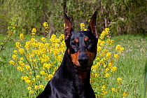 Domestic dog, Doberman Pincher  with cropped ears, portrait, amongst wild mustard flowers in meadow, St. Charles, Illinois, USA (LK)