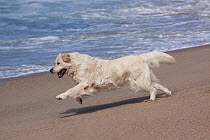 Domestic dog, male cream-coated Golden Retriever running along sandy beach, Southern California, USA
