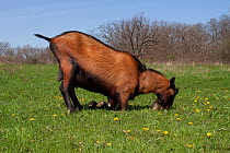 Domestic goat (Capra hircus) Oberhasli breed male kneeling to graze, East Troy, Wisconsin USA