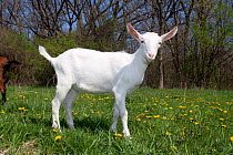 Domestic goat (Capra hircus) white Saanen breed kid in field, East Troy, Wisconsin, USA