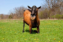 Domestic goat (Capra hircus) Oberhasli breed male goat resting on knees while grazing, East Troy, Wisconsin, USA