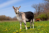 Domestic goat {Capra hircus} Alpine dairy breed female goat in field, East Troy, Wisconsin, USA