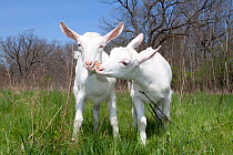 Domestic goat {Capra hircus} two Saanen breed goat kids playing with leaf scrap in field, East Troy, Wisconsin, USA