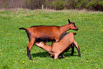 Domestic goat {Capra hircus} Oberhasli breed, large goat kid suckling from mother in field, East Troy, Wisconsin, USA