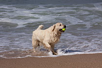 Domestic dog, male cream-coated Golden Retriever retrieving tennis ball from surf on beach, Southern California, USA
