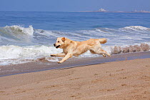 Domestic dog, male cream-coated Golden Retriever running along sandy beach, leaping in mid-air, Southern California, USA