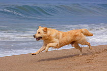 Domestic dog, male cream-coated Golden Retriever running along sandy beach, Southern California, USA