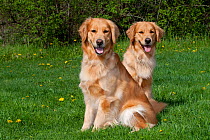 Domestic dog, pair of adult Golden Retrievers sitting on grass among dandelions, St. Charles, Illinois, USA