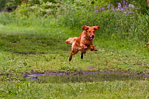 Domestic dog, female Golden Retriever leaping over large puddle on woodland path, North Illinois, USA (KG)