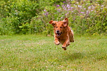 Domestic dog, male Golden Retriever running fast, leaping, North Illinois, USA  (KG)