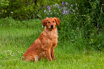 Domestic dog, female Golden Retriever sitting in woodland, St. Charles, North Illinois, USA (KG)