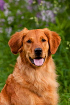 Domestic dog, female Golden Retriever, portrait, North Illinois, USA  (KG)
