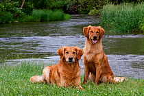 Domestic dog, Golden Retriever pair male (left) female (right) by river, St. Charles, North Illinois, USA (KG)