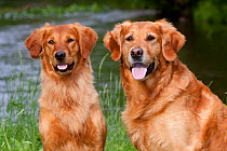 Domestic dog, Golden Retriever pair female (left) male (right) by river, St. Charles, North Illinois, USA (KG)