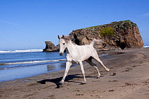 Arabian Horse cantering along beach, Northern California, USA
