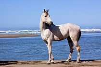 Arabian Horse standing on beach, Northern California, USA