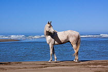 Arabian Horse standing on beach, Northern California, USA