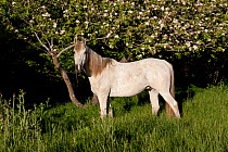 Arabian Horse by apple tree in early evening light, Fort Bragg, California