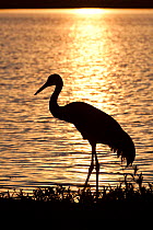 Florida Sandhill Crane (Grus canadensis pratensis) at sunset, silhouette on shore of Upper Myakka River Lake, Myakka State Park, Florida, USA, Endangered