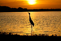 Florida Sandhill Crane (Grus canadensis pratensis) calling at sunset, silhouette on shore of Upper Myakka River Lake, Myakka State Park, Florida, USA, Endangered