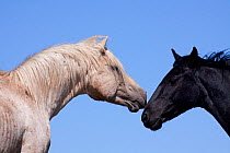 Wild grey Horse stallion (left) touching muzzles with black wild horse mare, Pryor Mountain National Wild Horse Reserve, Wyoming, USA
