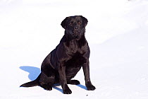 Domestic dog, black Labrador Retriever sitting in snow, Illinois, USA