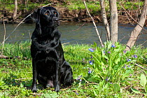 Domestic dog, black female Labrador Retriever sitting by wild bluebells near river, St. Charles, Illinois, USA