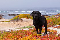 Domestic dog, black Labrador Retriever standing amongst Ice-plant on beach on Pacific coast, Monterey Bay, California, USA
