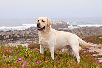 Domestic dog, yellow Labrador Retriever standing amongst Ice-plants on beach on Pacific Coast, Monterey Bay, California, USA
