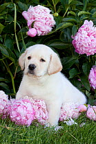 Domestic dog, Yellow Labrador Retriever puppy amongst pink Peony flowers, Maple Park, Illinois, USA