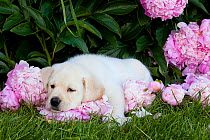 Domestic dog, Yellow Labrador Retriever puppy resting amongst pink Peony flowers, Maple Park, Illinois, USA