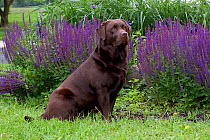 Domestic dog, Chocolate Labrador Retriever sitting by blue garden flowers, La Fox, Illinois (GJ) USA