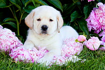 Domestic dog, Yellow Labrador Retriever puppy lying amongst pink Peony flowers, Maple Park, Illinois, USA
