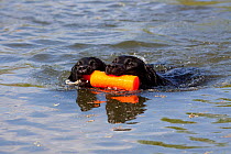 Domestic dog, two black Labrador Retrievers sharing retrieve of orange bumper in pond during training exercise; Hebron, Illinois, USA (GW)