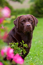 Domestic dog, female Chocolate Labrador Retriever by flowering rose bush, LaFox, Illinois, USA (GJ)