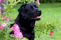 Domestic dog, Black Labrador Retriever, portrait amongst roses; La Fox, Illinois, USA (GJ)