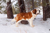 Saint Bernard dog in snow by coniferous trees in the mountains of Southern California, USA