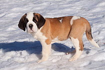 Saint Bernard dog, puppy in snow, mountains of Southern California, USA