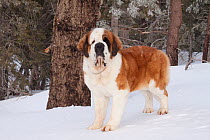 Saint Bernard dog (female) standing in mountain snow in Southern California, USA, March